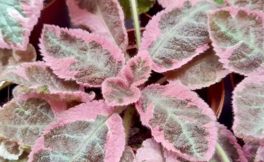 Episcia 'pink smoke' with pink leaves