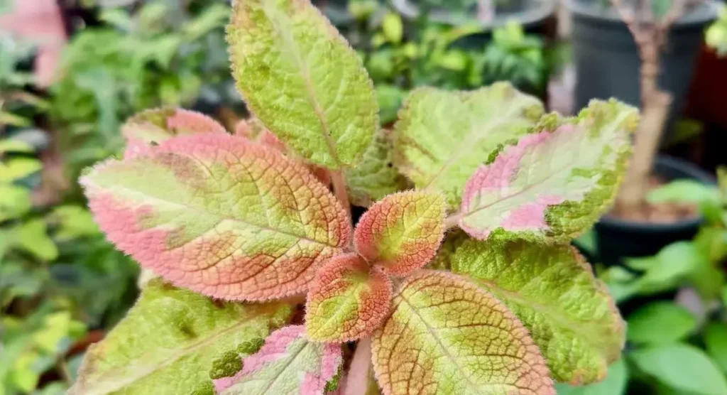 Pink-Foliage Episcia 'picasso'