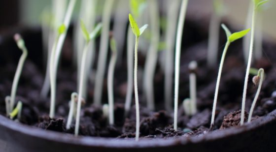 What Causes Leggy Plants and How to Fix It