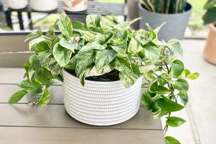 marble queen pothos care image11