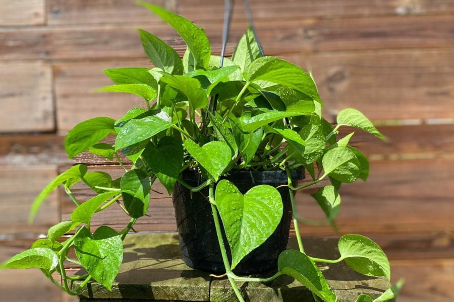 pearls jade pothos plant