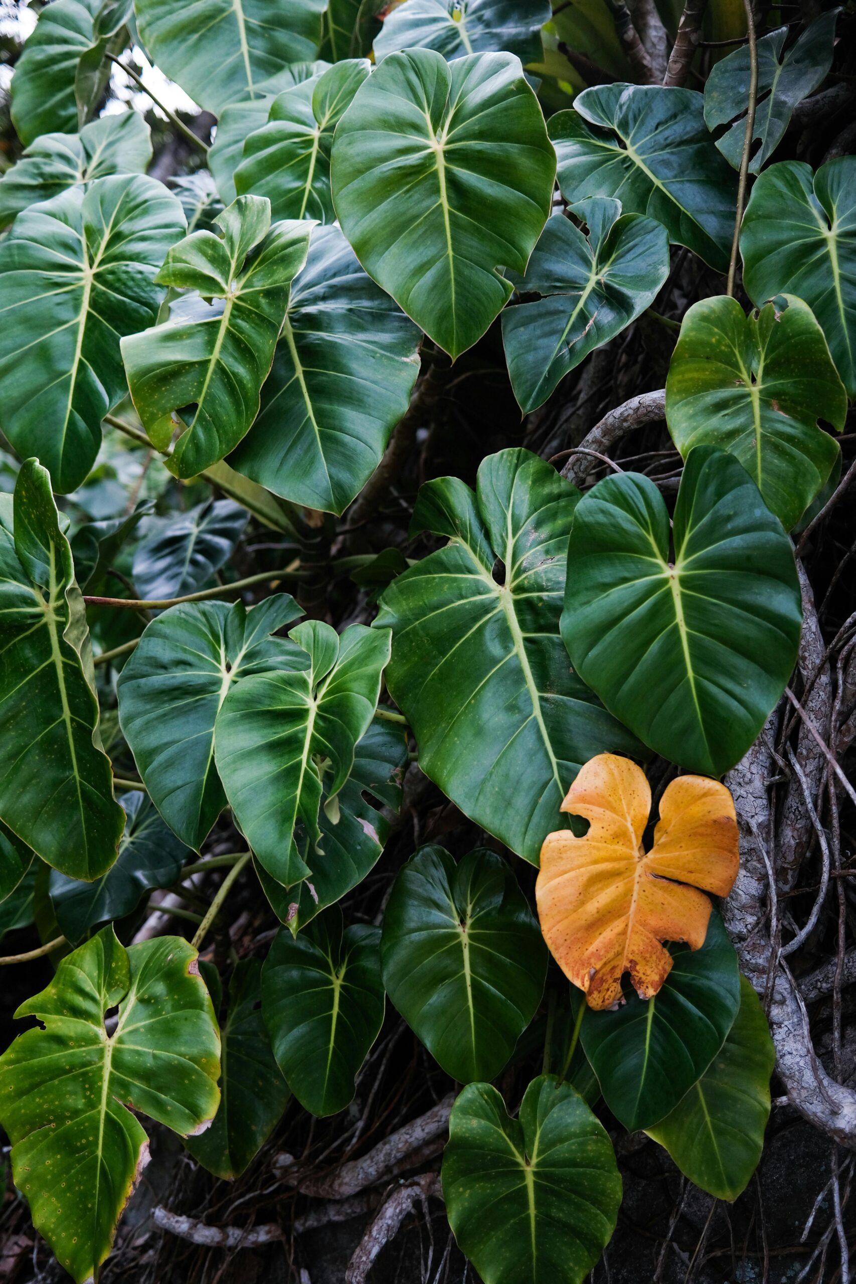 Lush green philodendron leaves with a striking yellow leaf, showcasing nature's beauty in outdoor setting.