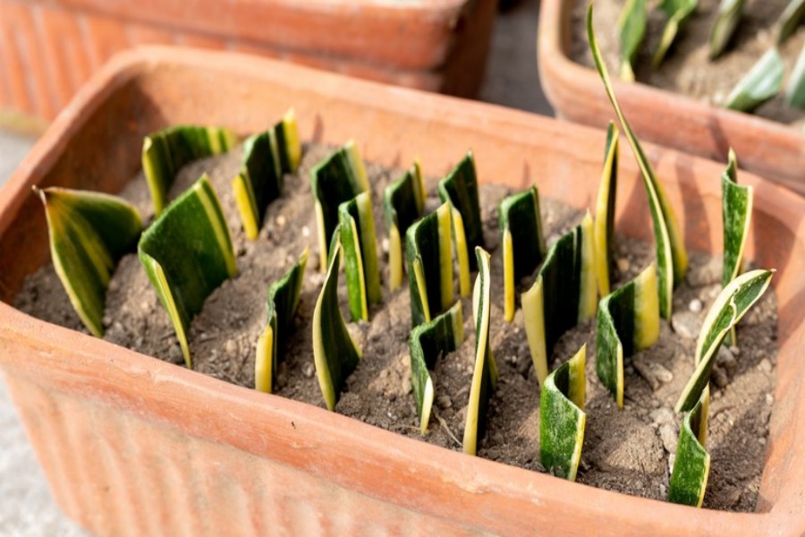 propagating snake plants a step by step guide 1708617461