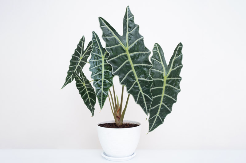 Alocasia amazonica