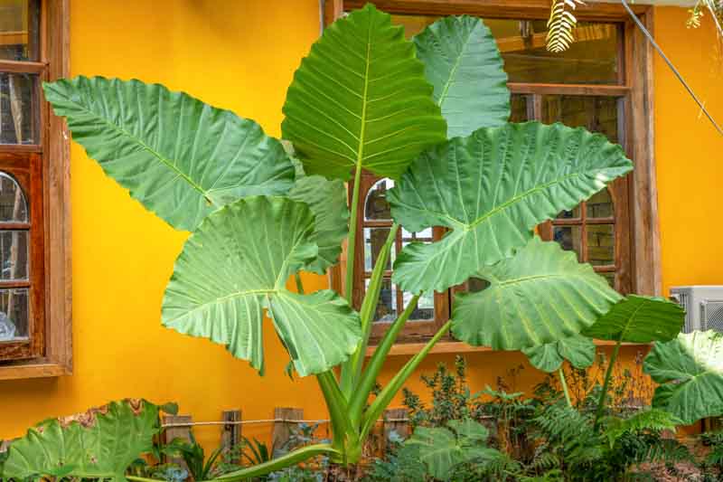 Alocasia macrorrhizos