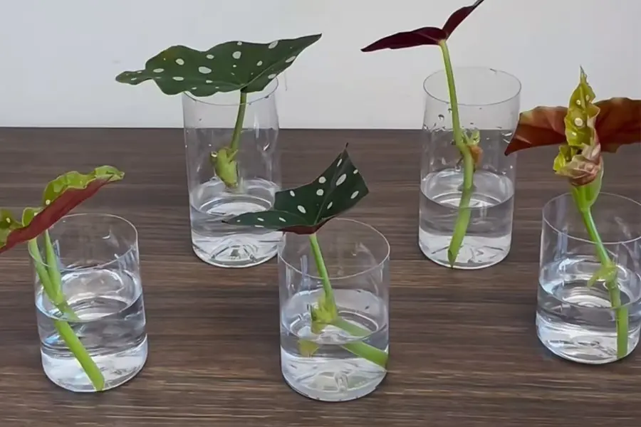 How to Propagate Plants from Stem Cuttings (Step-by-Step)