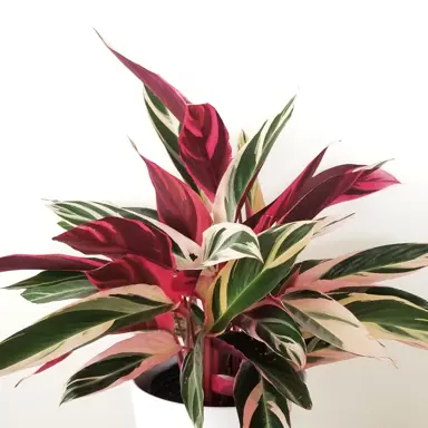 stromanthe triostar