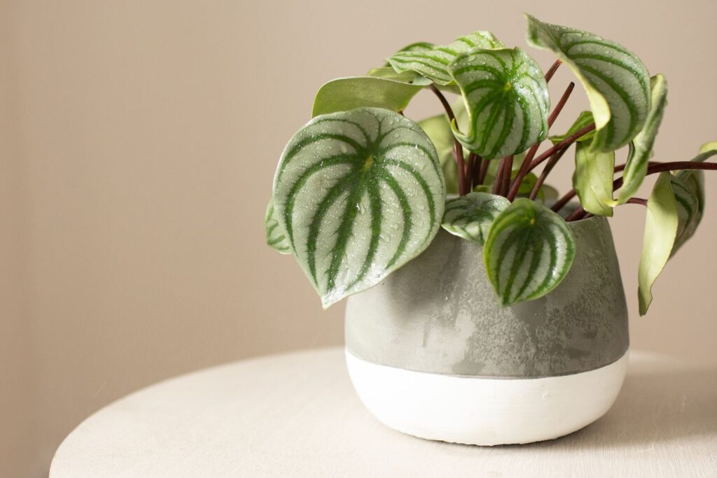 watermelon peperomia guide 5201470 hero 3e606d43d32b4431863baafd57495704