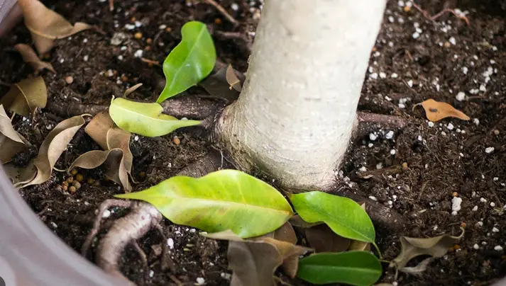 Understanding Dropping Leaves: What Your Plant Is Trying to Tell You