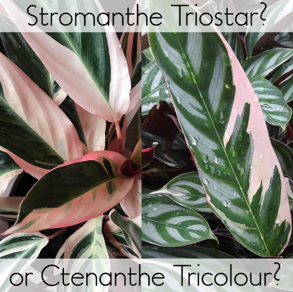 Ctenanthe vs Stromanthe