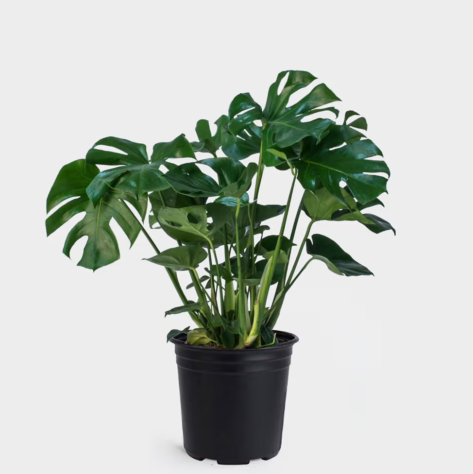 Monstera Deliciosa