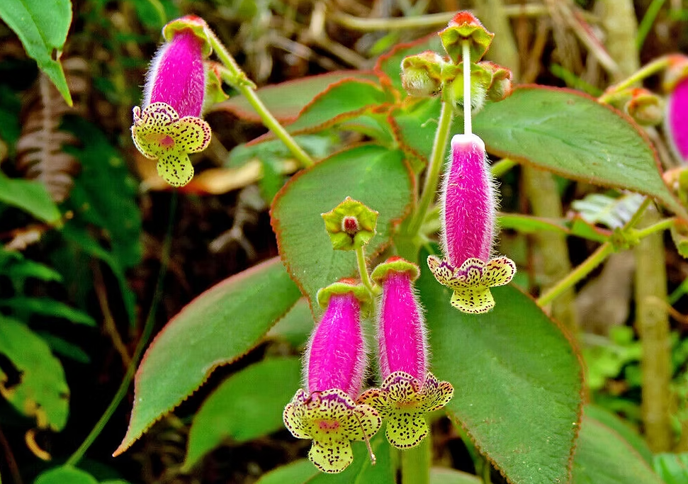 Kohleria warszewiczii
