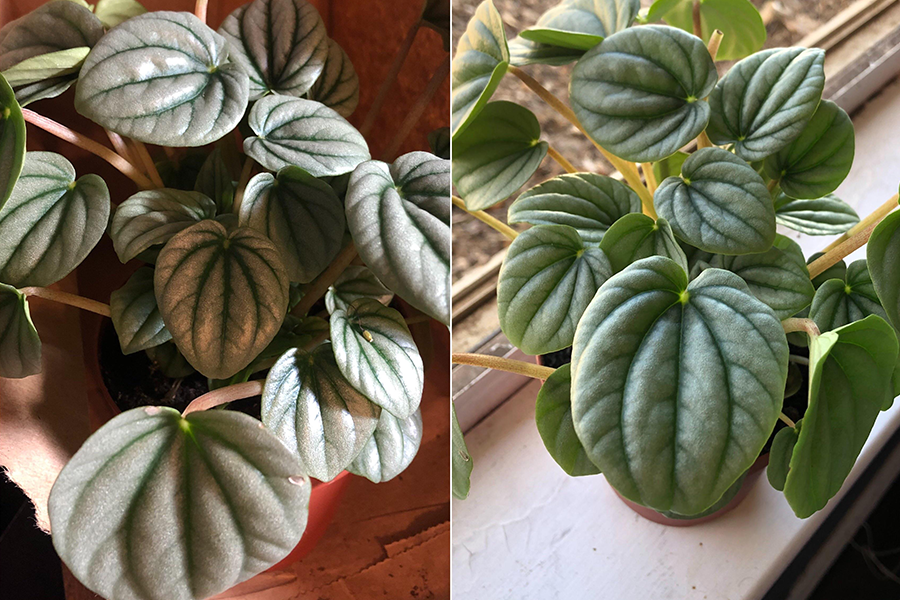 Peperomia Watermelon vs Peperomia Obtusifolia
