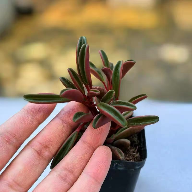 Peperomia graveolens small cup