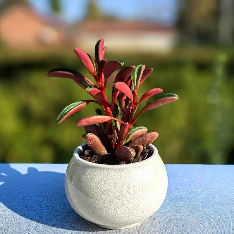 Peperomia graveolens