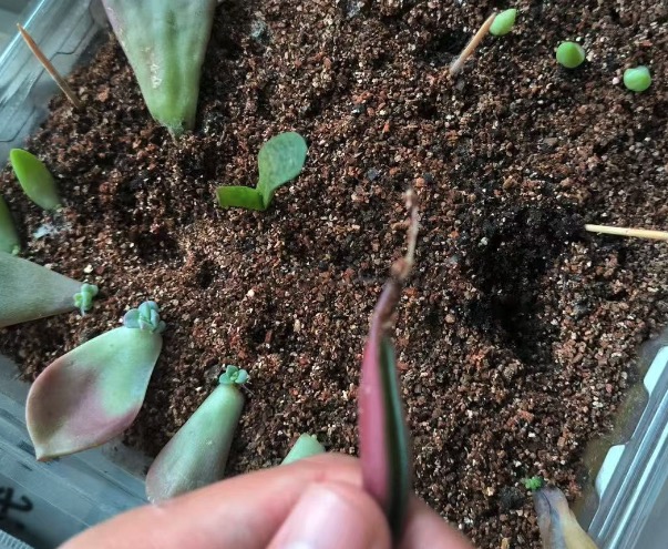 Peperomia graveolens leaf cutting propagation techniques
