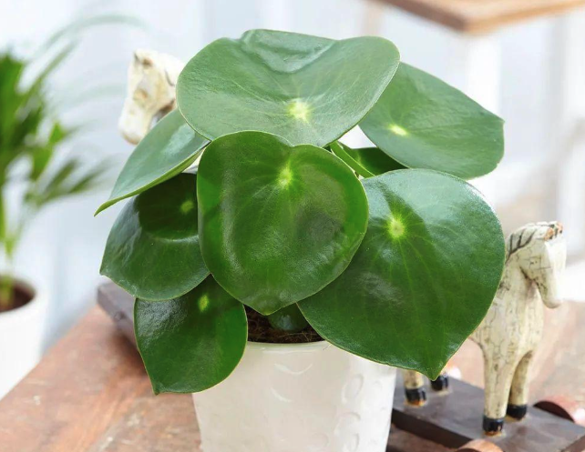 Peperomia polybotrya