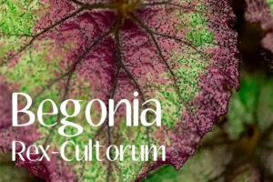 Begonia Rex Cultorum