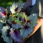 Begonia rex variety