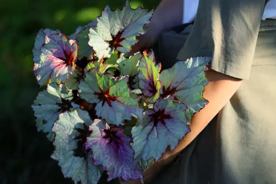 Begonia rex