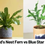 Bird’s Nest Fern vs Blue Star Fern
