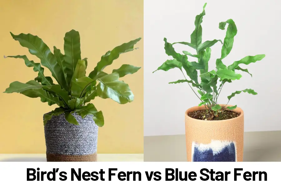 Bird’s Nest Fern vs Blue Star Fern