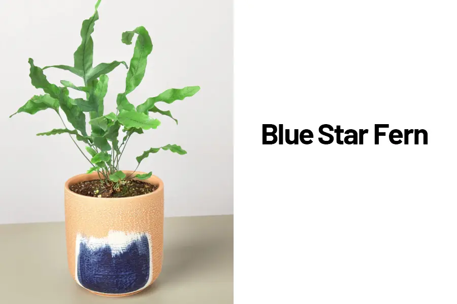 Blue star fern