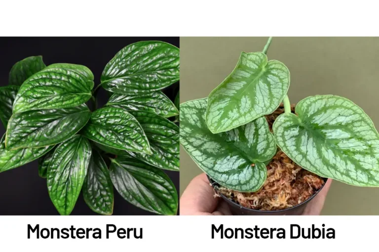 Monstera Peru vs Monstera Dubia