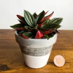 Peperomia Rosso