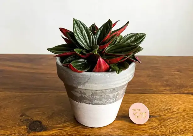 Peperomia caperata ‘Rosso’