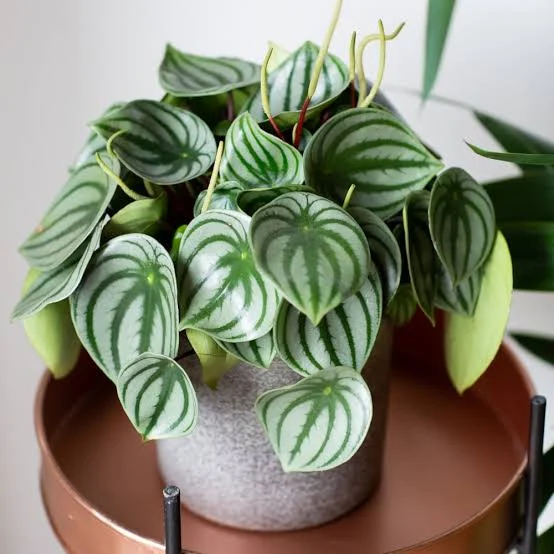How to Grow and Care for Watermelon Peperomia