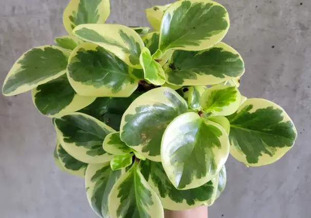 Peperomia obtusifolia