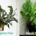 Staghorn Fern Vs Boston Fern