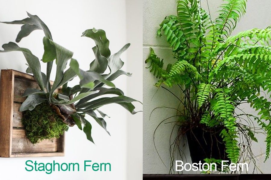 Staghorn Fern vs Boston Fern