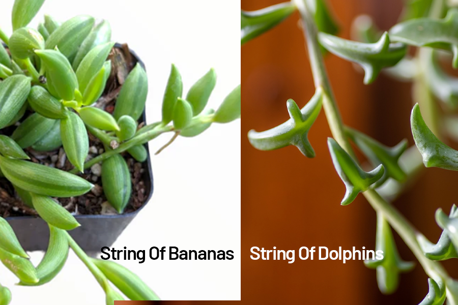 String of Bananas vs String of Dolphins