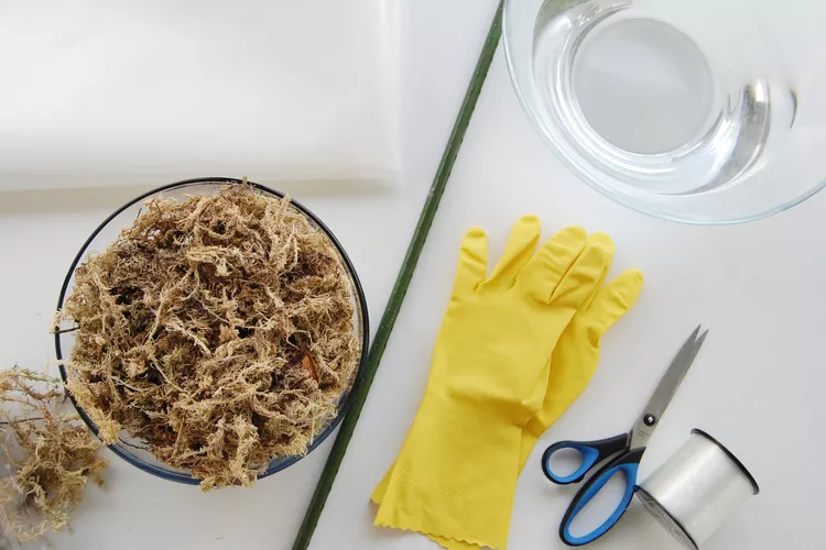 Quick Guide to Sphagnum Moss: Uses, Benefits, and How to Make one