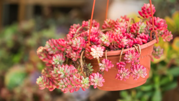 2. Pink Jelly Bean (Sedum rubrotinctum 'Aurora')