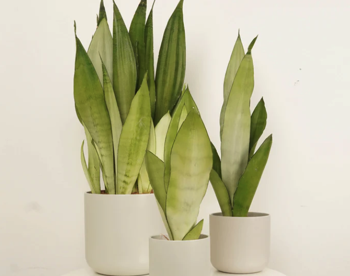 Sansevieria 'Moonshine'
