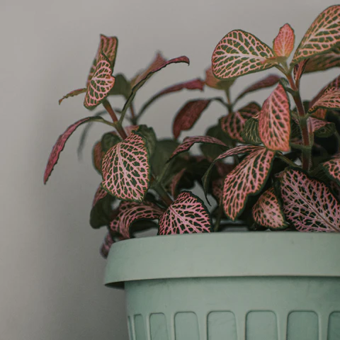 Pink Nerve Plant (Fittonia albivenis ‘Pink Angel’)