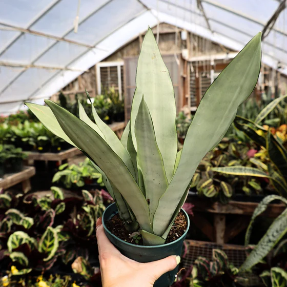 Sansevieria ‘Moonshine’ Care Guide