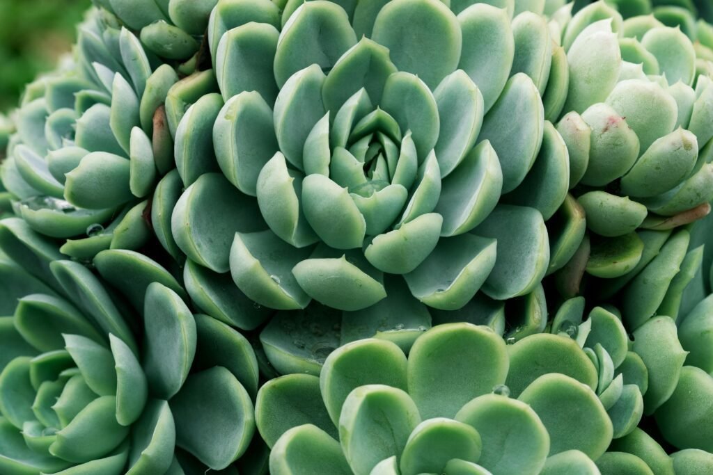 Detailed macro shot of a green succulent plant with dew drops, showcasing natural texture.