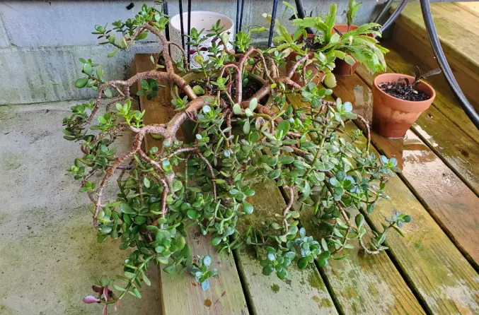 How to Help Houseplants Survive Summer Heat？ Summer plant Care