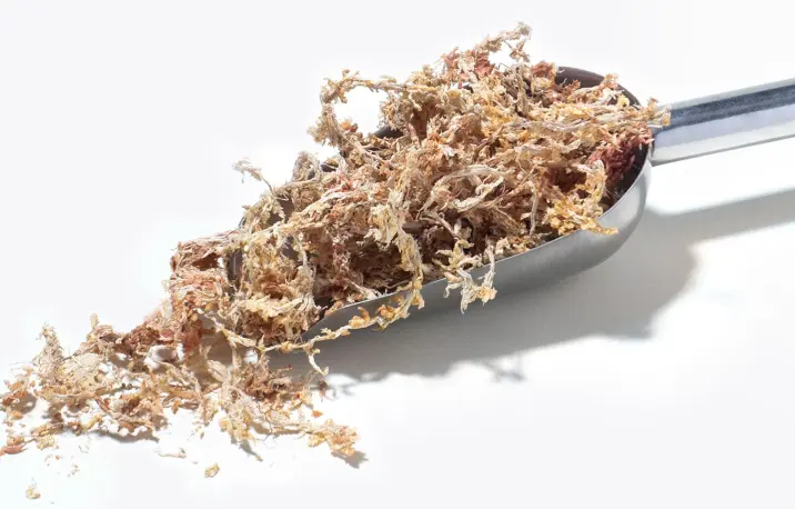 what is sphagnum moss? the use case