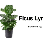 Ficus Lyrata