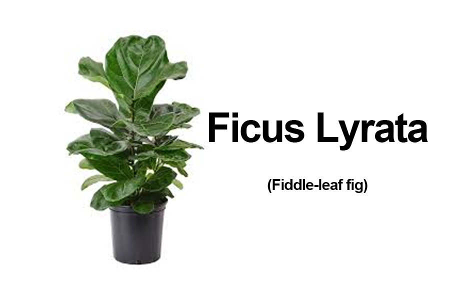 Ficus lyrata