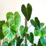 Moss pole benefits for plants