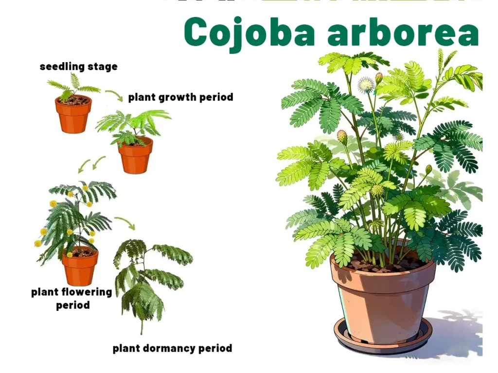 Cojoba arborea care guide