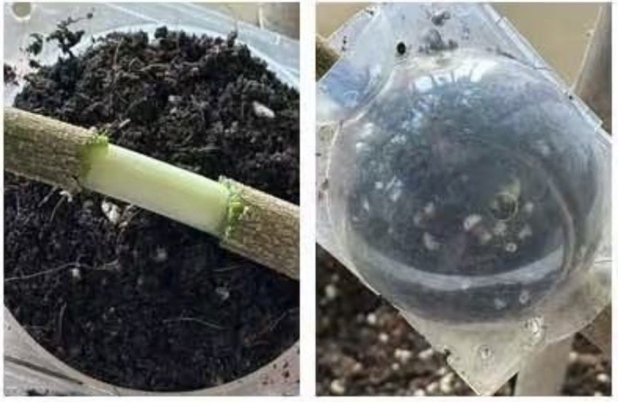 Cojoba arborea Propagation by Air Layering2