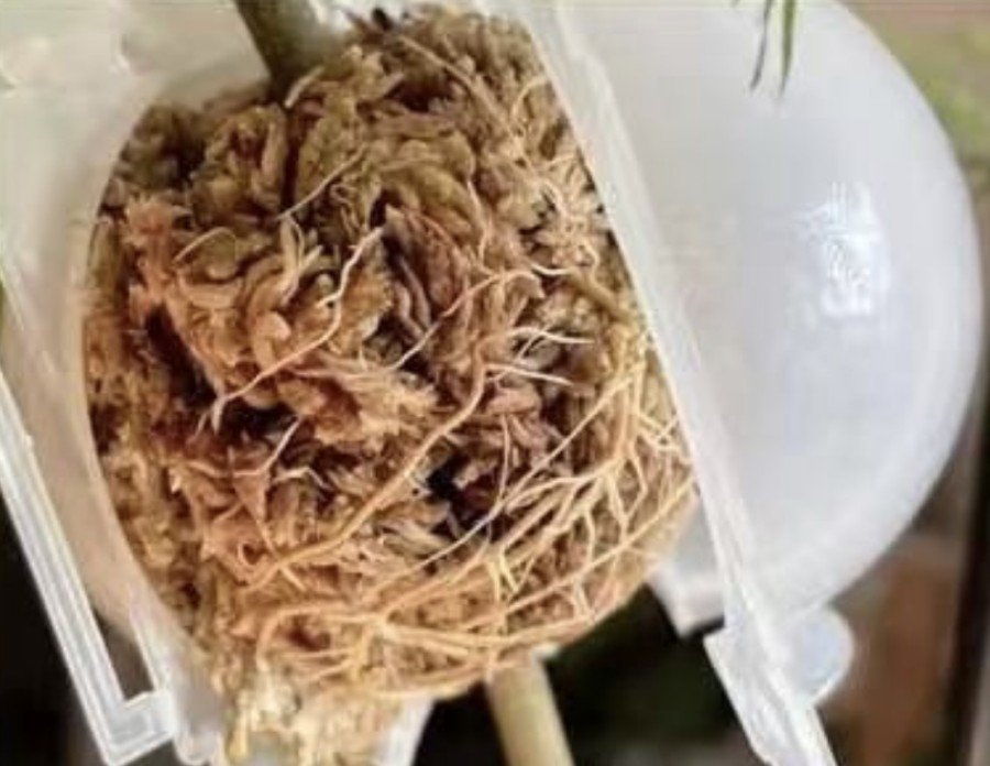 Cojoba arborea Propagation by Air Layering