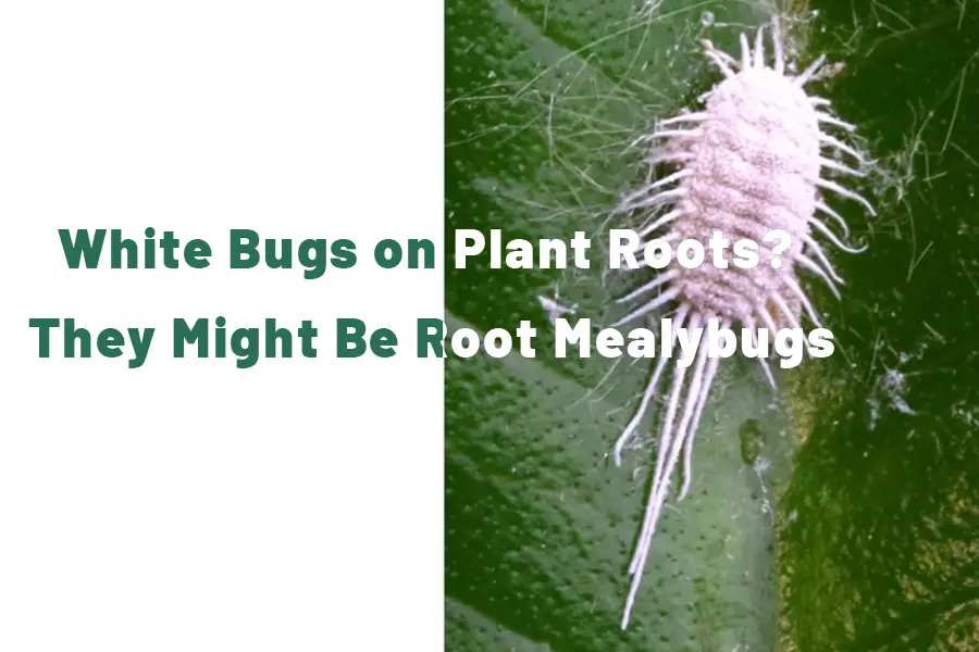 White Bugs on Plant Roots_ They Might Be Root Mealybugs